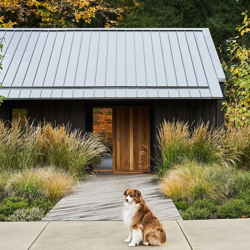 Stella, an Australian Shepherd dog, sitting outside the Portland architecture office.