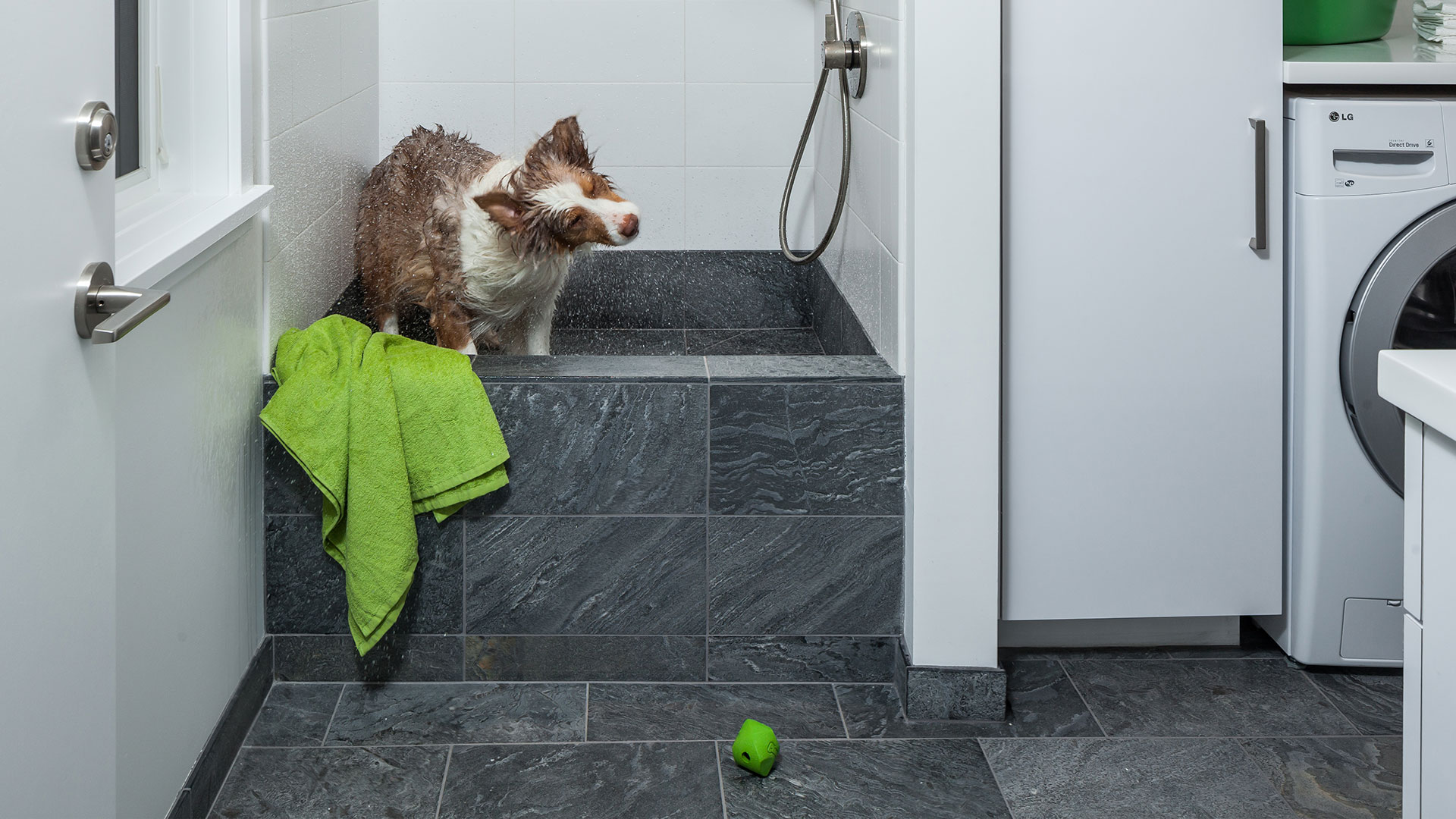 An Australian Shepherd dog shaking off after being washed in a custom built-in dog wash.