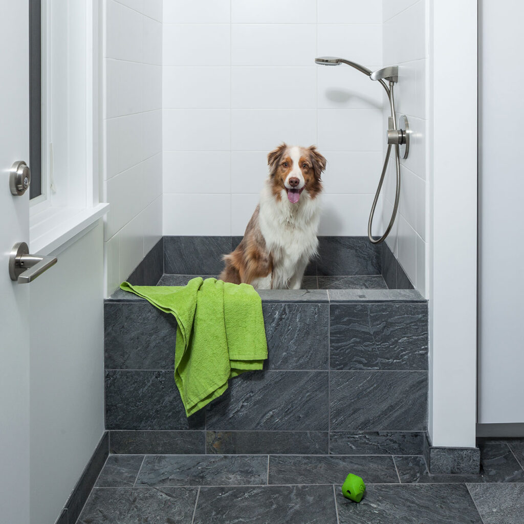 An Australian Shepherd dog sits in the custom built-in dog wash, waiting for his bath.