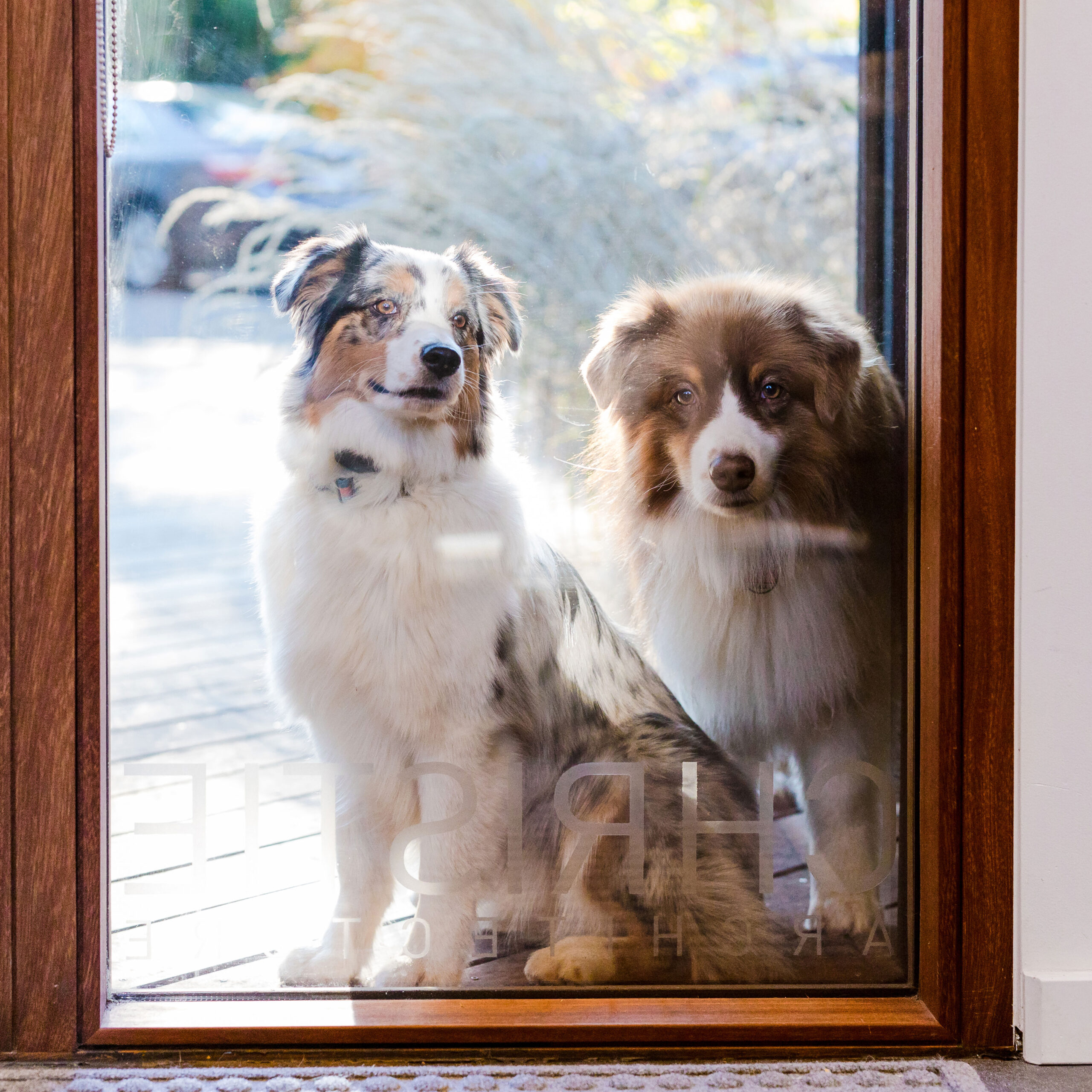 Luna and Stella, Australian Shepherd dogs, gaze into the window of the Christie Architecture Studio.