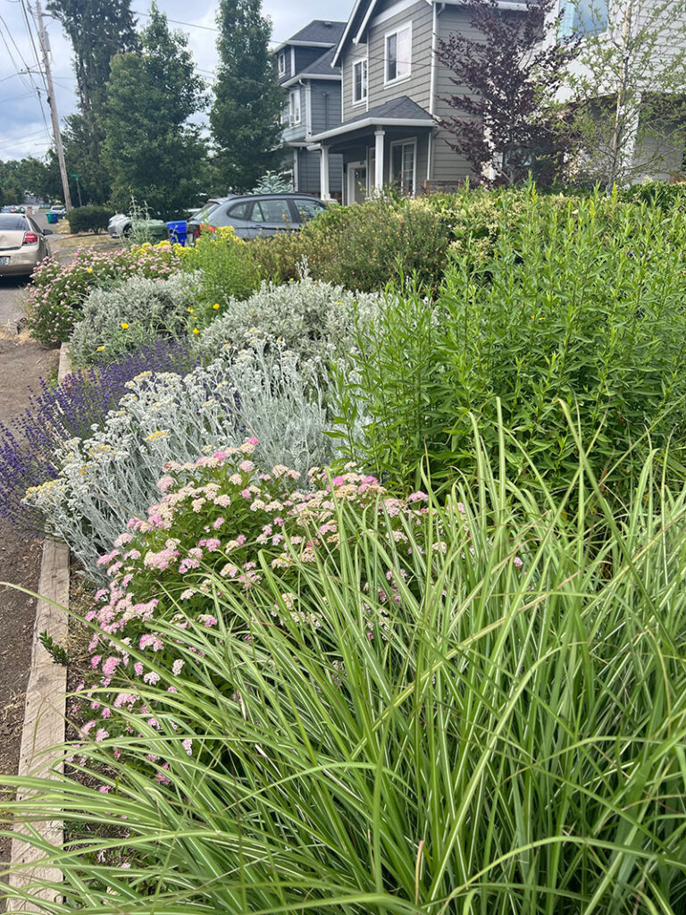 This parking strip landscape is full of sun-loving, drought-tolerant plants that need little maintenance.