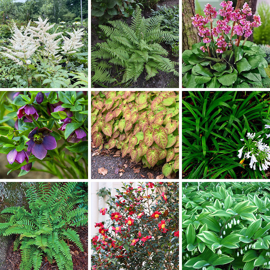 These nine plants are all good choices for parking strip landscapes in shade.