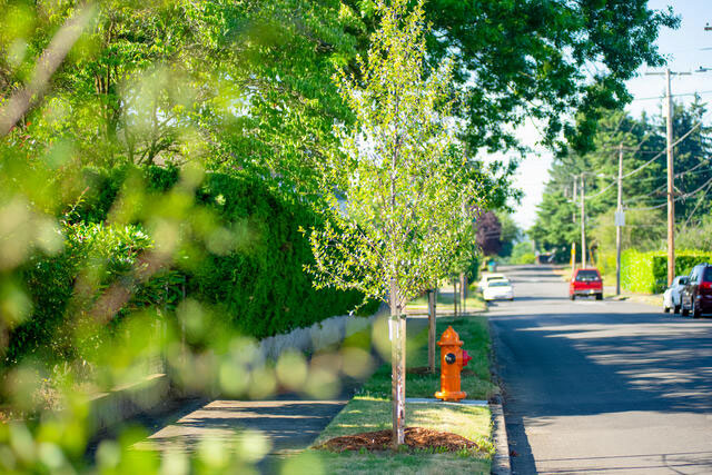 Trees have been planted in this parking strip.