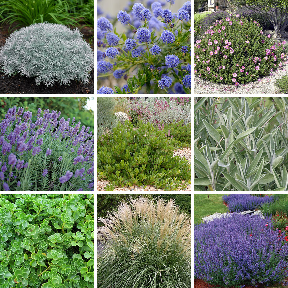 These nine plants are all good choices for parking strip landscapes in full sun.