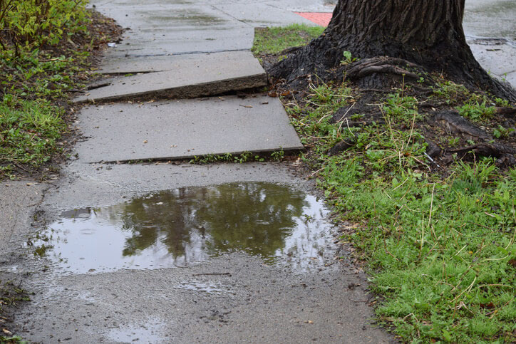 This sidewalk has raised concrete chunks, a result of the encroaching tree roots.