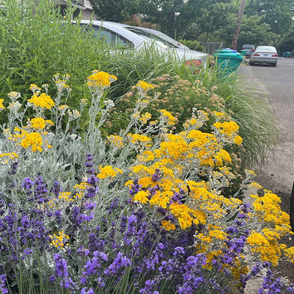 Parking strip landscape with sun-loving, drought-tolerant plants.