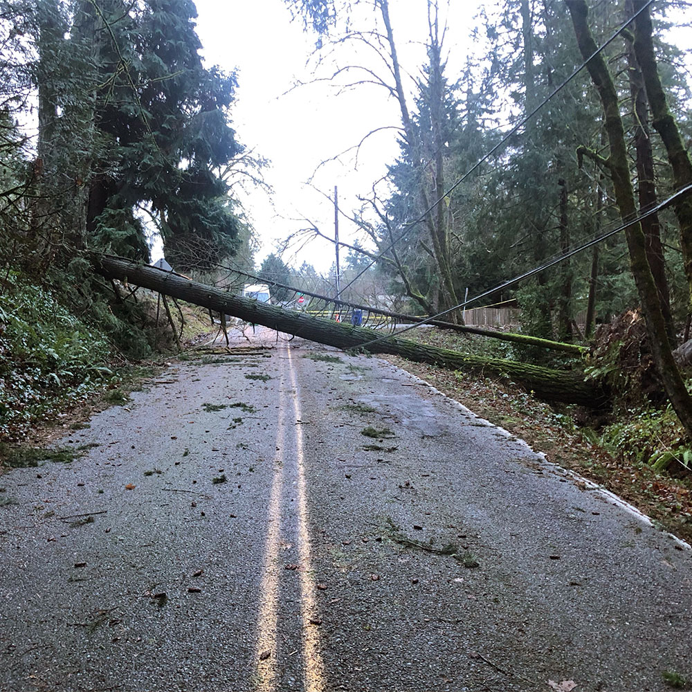 Picture of a large tree that has fallen across the street during a storm and knocked down the power and cable lines.