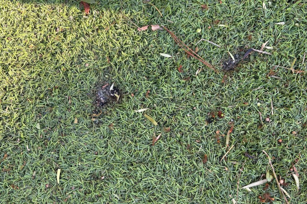 Close-up of artificial turf with small scorch marks where embers landed and burned out, an example of how wildfire resistant home design can benefit from non-combustible landscaping.