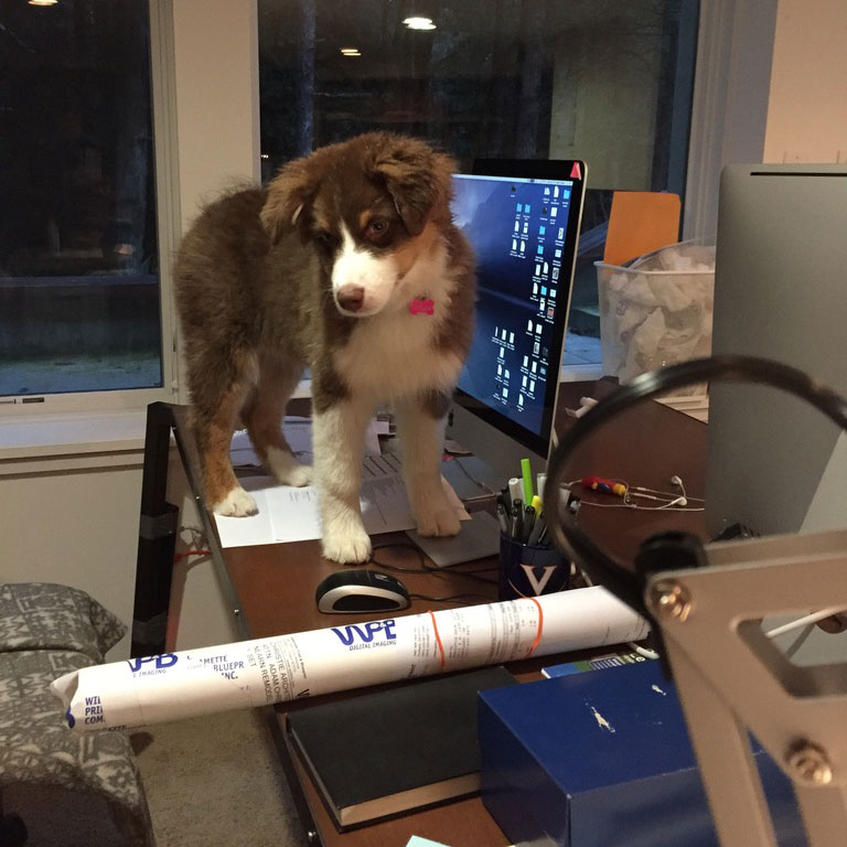 Working from home in a basement office, a puppy stands on a cluttered desk used by a small architecture studio.